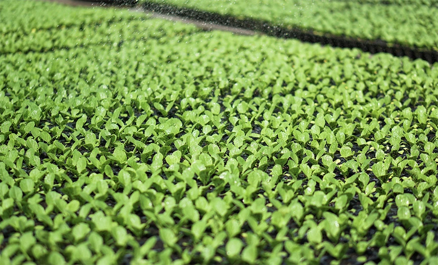 Are peptide-based antiviral products safe for the environment？